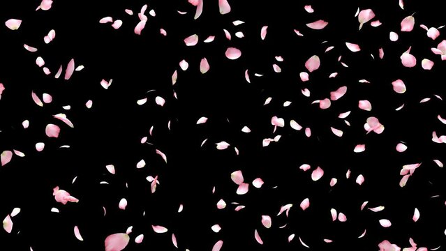 Cherry blossom realistic petals falling.3D rendering.Element footage