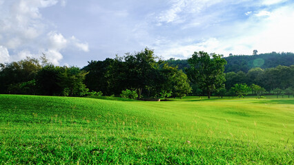 green field and blue sky