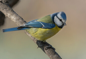 Fototapeta premium spotted woodpecker