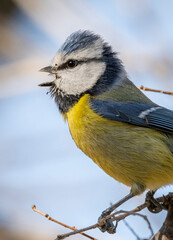 titmouse on a branch