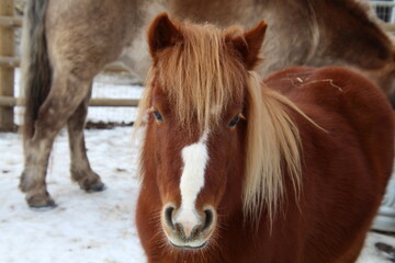Obraz premium Face of A House, Fort Edmonton Park, Edmonton, Alberta