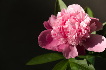 Fototapeta na wymiar Beautiful peony flower on pink color close up. Fresh cut flowers green leaf for decoration home. Delivery flower