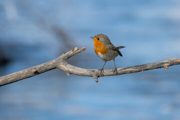 robin in snow