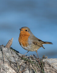 robin in the snow