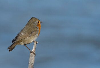 robin on a branch