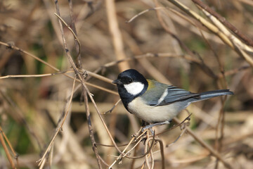 川辺のシジュウカラ