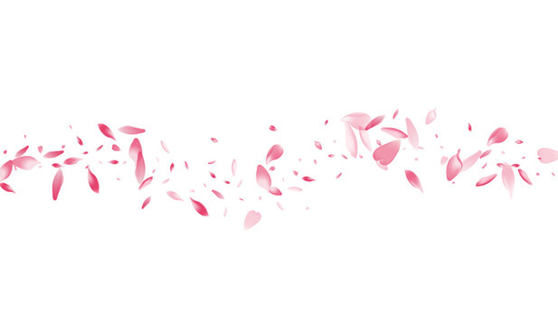 White Rose Petal Vector White Background. Color