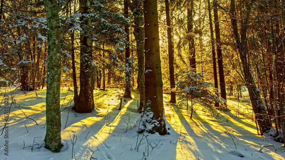 Aufkleber timelapse of a forest where we see the sunlight move and move between the trees