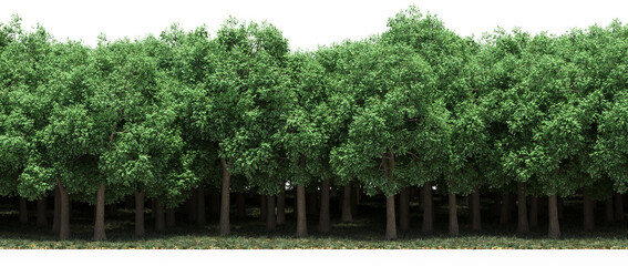 Fototapeta premium forest line, trees in the forest with grass and fallen leaves, isolated on transparent background, 3D illustration, cg render