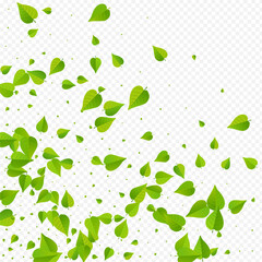 Green Foliage Organic Vector Transparent