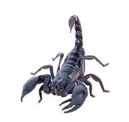 scorpion on transparent png - obrazy, fototapety, plakaty