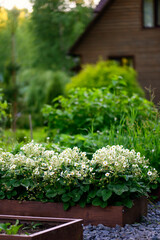 Strawberries blooming in rustic garden beds with wooden cottage house on background. Organic vegetable garden, country living concept.