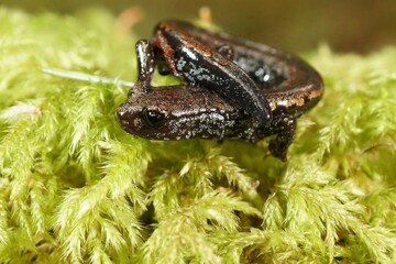 Closeup on the rare and endangered Oregon slender salamander, Batrachoseps wrighti from Columbia...