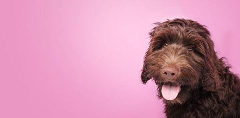 Happy puppy dog with tongue sticking out on pink background. Cute fluffy brown dog head shot looking at camera. 3 months old female Australian labradoodle puppy, chocolate or brown. Selective focus.