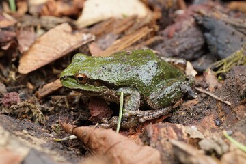 Closeup on a green Pacific treefrgo, Pseudacris regilla, sitting on the ground
