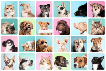 Cat and dog portrait collection with color backgrounds. Cute set of pet head shots. Labradoodle, Boxer, Poodle, Morkie, Shichon, Pitbull, Harrier and Cattle Dog. Sphynx, calico, tabby and tuxedo cat.