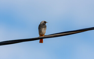 little bird on the wire looking around, Black Redstart, Phoenicurus ochruros