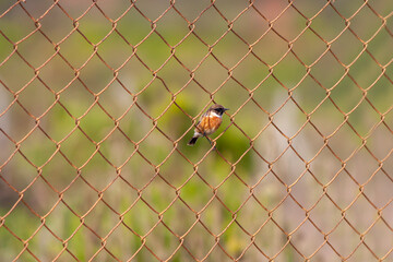 little bird looking around inside the wires, European Stonechat, Saxicola rubicola