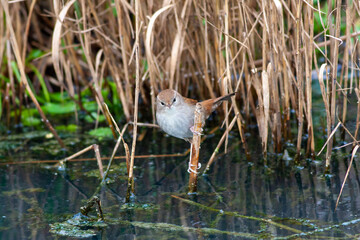 Little bird looking for food in the swamp, Savi`s Warbler, Locustella luscinioides