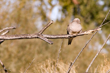 Paloma Blanca en el Desierto de Arizona
