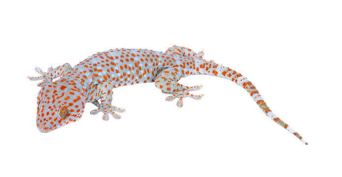 gecko on transparent png