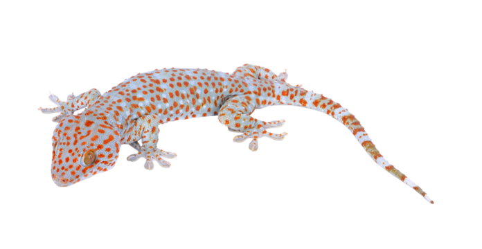 gecko on transparent png