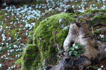 群生するバイカオウレン　早春　（高知県　佐川町　牧野公園 ）