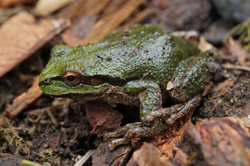 Closeup on a green Pacific treefrgo, Pseudacris regilla, sitting on the ground
