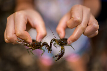 Clawfish hunt at Chestnut Ridge, NY