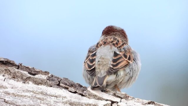 Haussperling (Passer domesticus) 