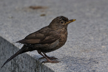 Wet blackbird chick after bathing on a light background. Little songbird. Thrush chick. City birds. Krakow, Poland.