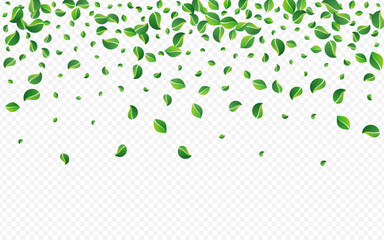 Mint Leaf Realistic Vector Transparent
