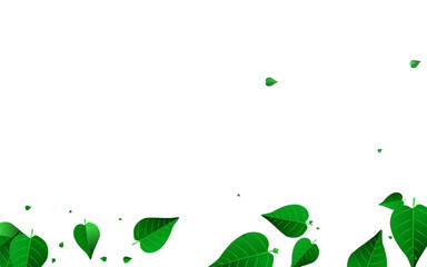 Fototapeta na wymiar Lime Leaf Nature Vector White Background Banner.