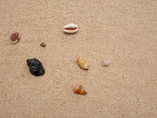 Fototapeta na wymiar Sea shells on sand. Summer beach background. Top view