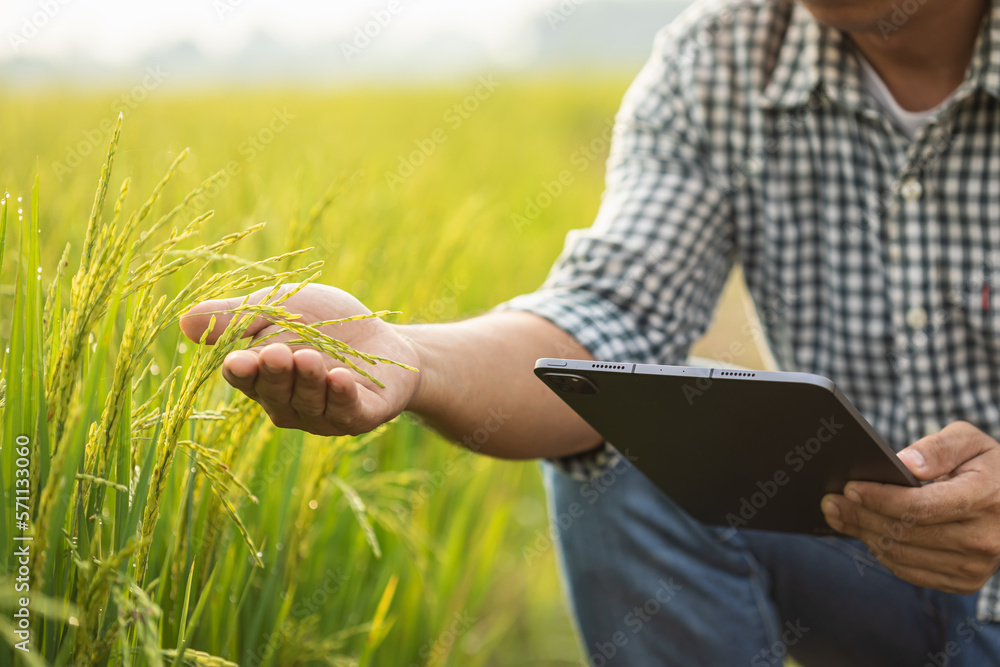 Wall mural farmer working in the rice field. man using using digital tablet to examining, planning or analyze o