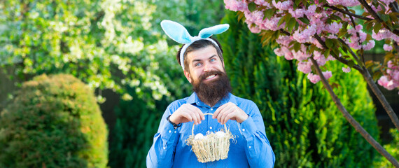 Horizontal photo banner for website header design. Funny man hunting easter eggs. Happy Easter concept. Man with beard, white ears of rabbit and basket with easter eggs on spring background.