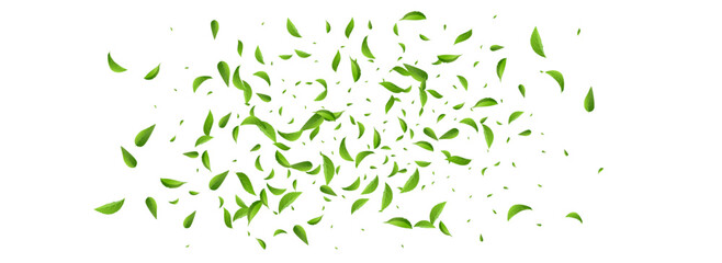 Olive Leaves Fly Vector Panoramic White