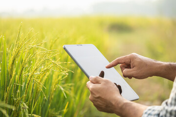 Farmer working in the rice field. Man using using digital tablet to examining, planning or analyze on rice plant after planting. Agriculture business concept