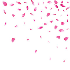 White Rose Petal Vector White Background. Color