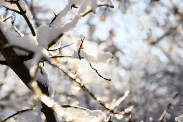 Tree branches covered with snow against the backdrop of the sun