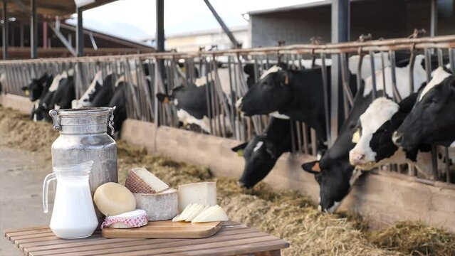 Aluminum can and glass decanter with milk, fresh curd and various cheeses on table standing in outdoor cowshed. Production of dairy products 