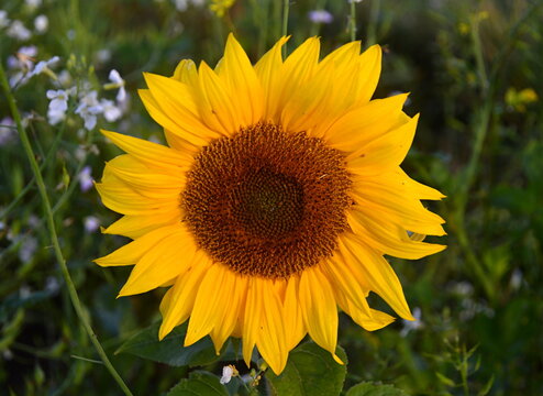 Sunflower in Autumn in the Haeth L&uuml;neburger Heide, Walsrode, Lower Saxony