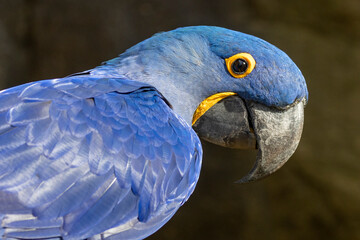 Kopf eines Hyazinth Aras in der Seitenansicht