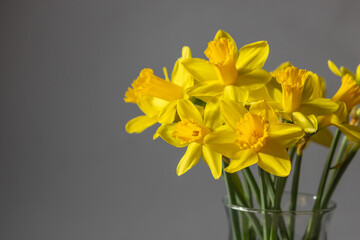 Bouquet of blooming yellow narcissus or daffodils flowers in glass vase on white background. Easter decoration at home.