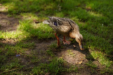 Canada Goose Walking on grass ball field