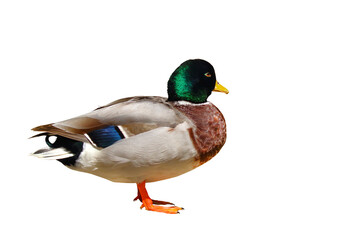 Colorful mallard duck isolated on transparent background.