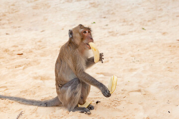 Long-tailed Macaque Monkey eat banana. Macaque close-up in its natural habitat.