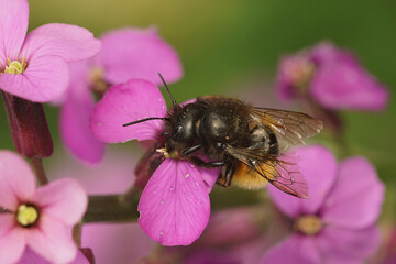 Colorful closeup on a female European orchard mason bee, Osmia cornuta on a purple wall flower