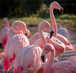 pink flamingo in the zoo © photoseller92