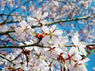 Close up bunch of Wild Himalayan cherry blossom flowers, Giant tiger flowers, white Sakura, Prunus cerasoides, with blue sky background, selective focus